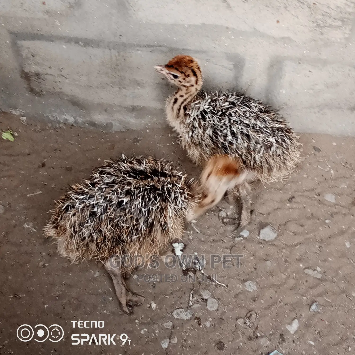 Baby Ostrich Is Available for Sale