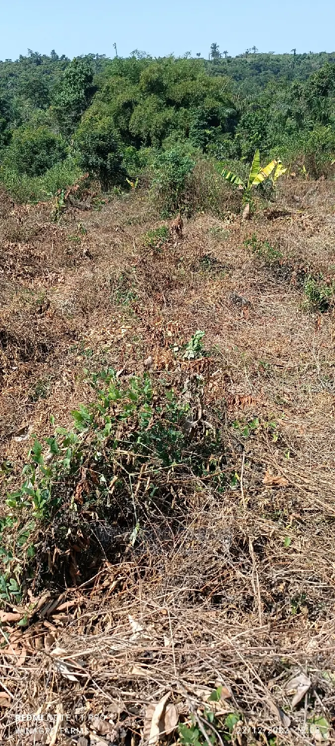 The Land Is Green and Fertile