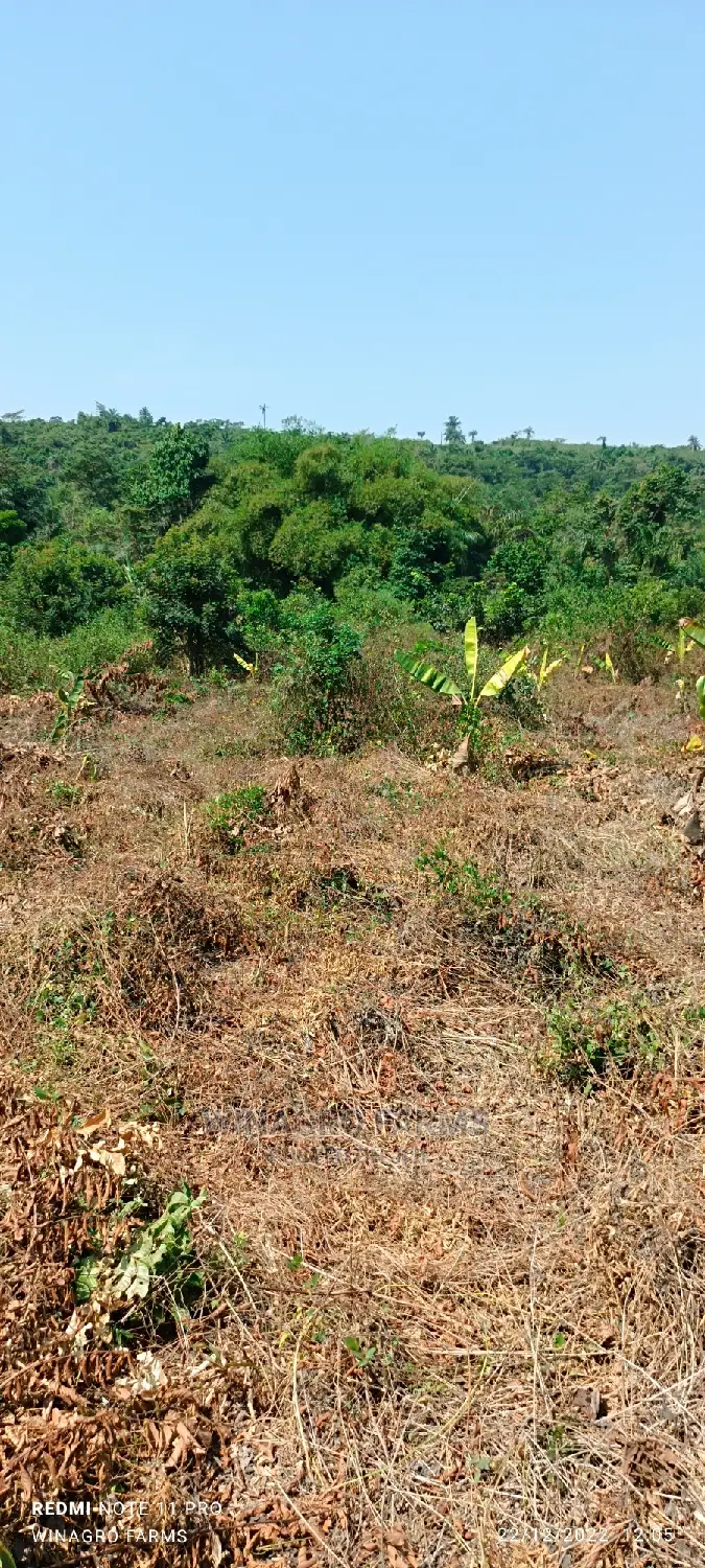 The Land Is Green and Fertile