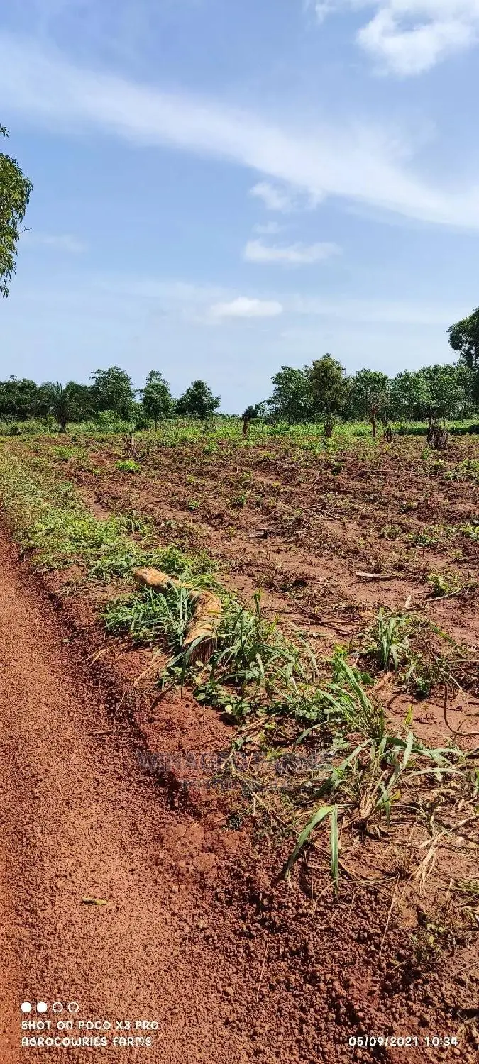 150 Acres of Fertile Land for Sell