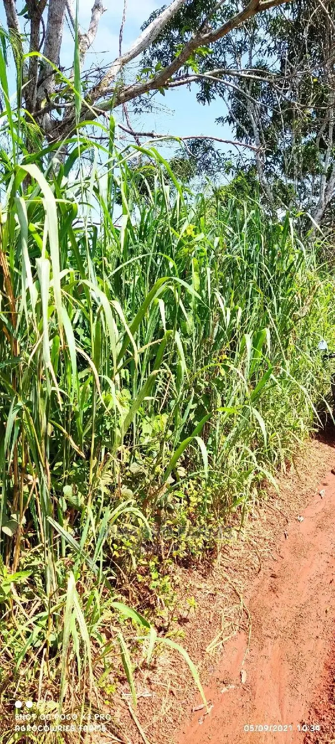 150 Acres of Fertile Land for Sell