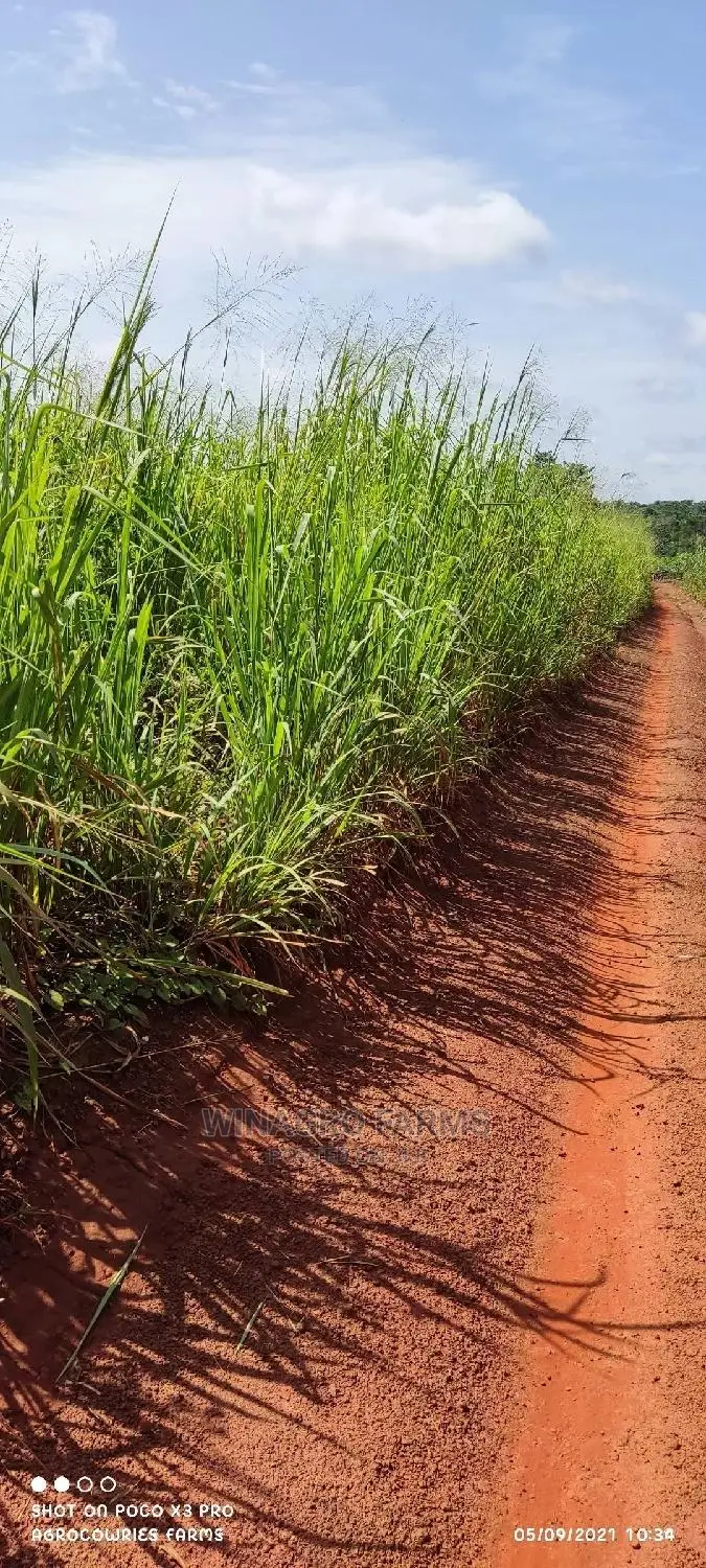 150 Acres of Fertile Land for Sell