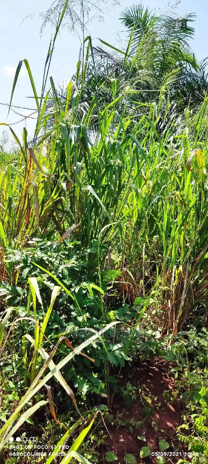 Over 300 Acres of Farm Land for Sell