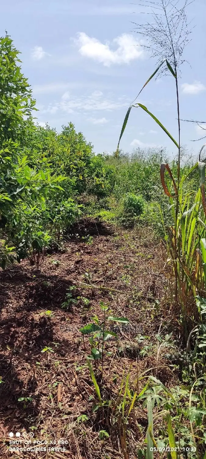 Over 300 Acres of Farm Land for Sell
