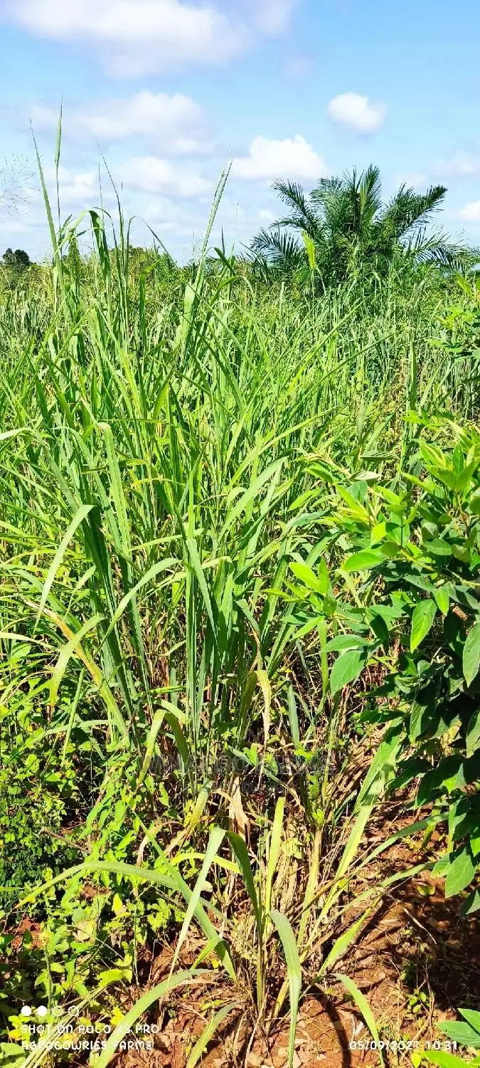 Over 300 Acres of Farm Land for Sell