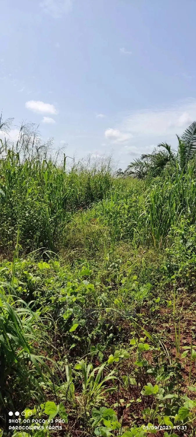 150 Acres Fertile Soil for Farming