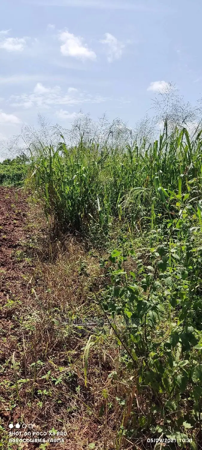 150 Acres Fertile Soil for Farming