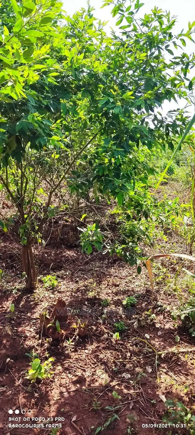 150 Acres Fertile Soil for Farming