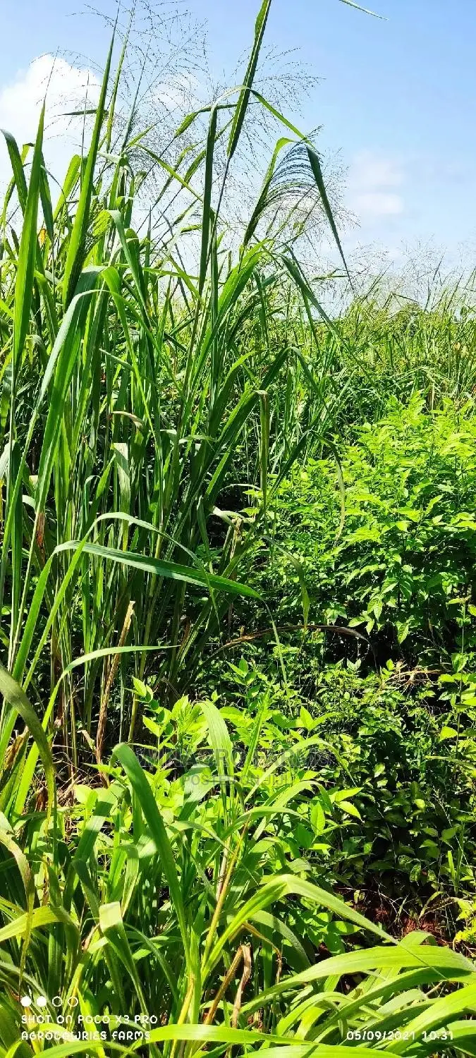 150 Acres Fertile Soil for Farming