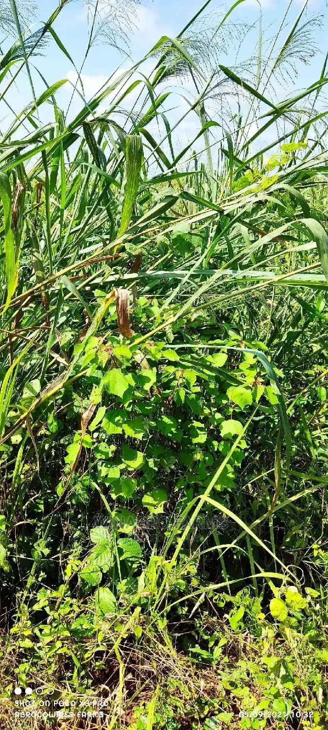 Free Land for Farming in Ogun State for Sell