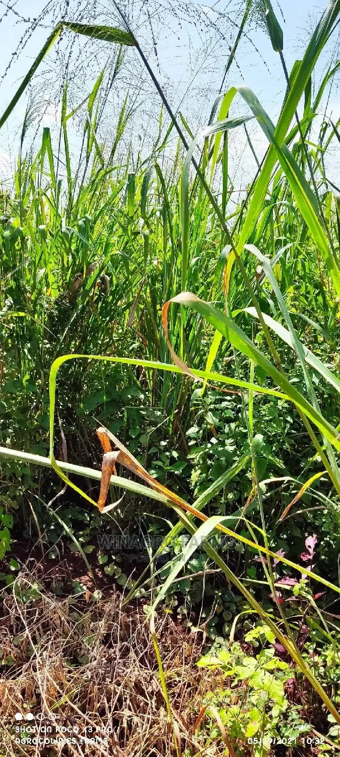 Free Land for Farming in Ogun State for Sell