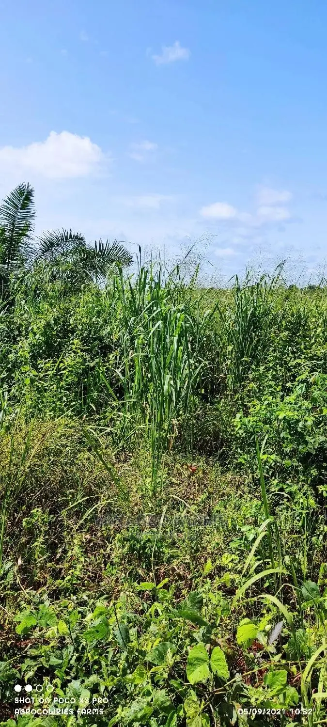 Free Land for Farming in Ogun State for Sell