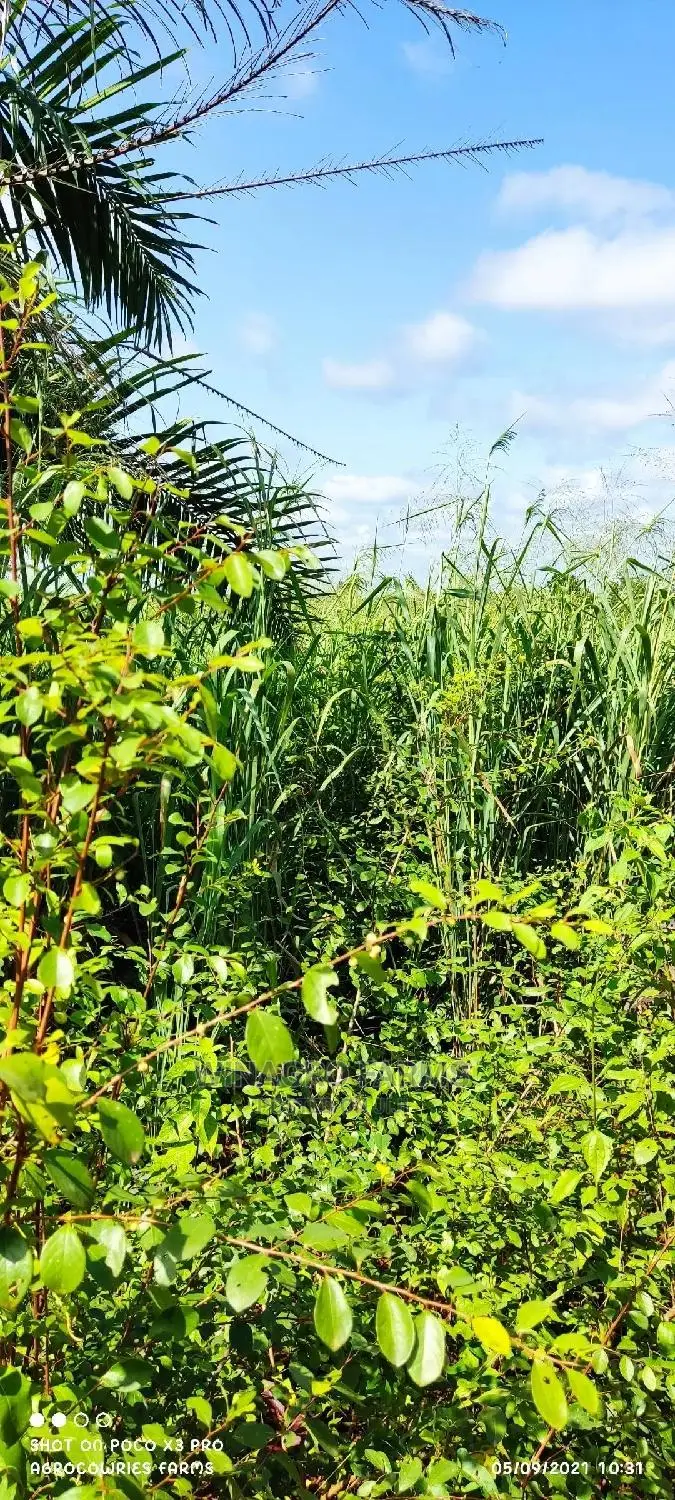 Free Land for Farming in Ogun State for Sell