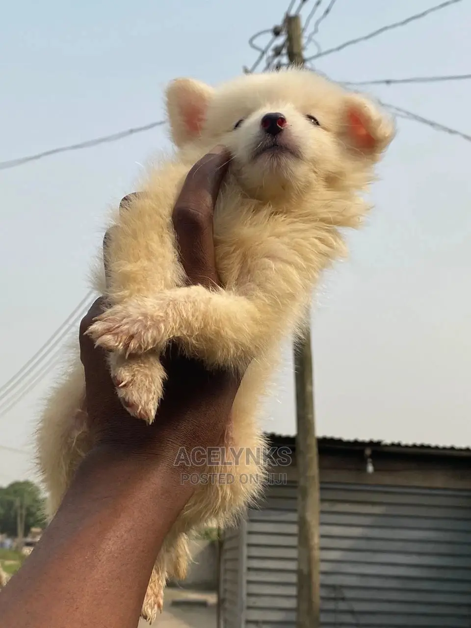 1-3 months Male Purebred American Eskimo