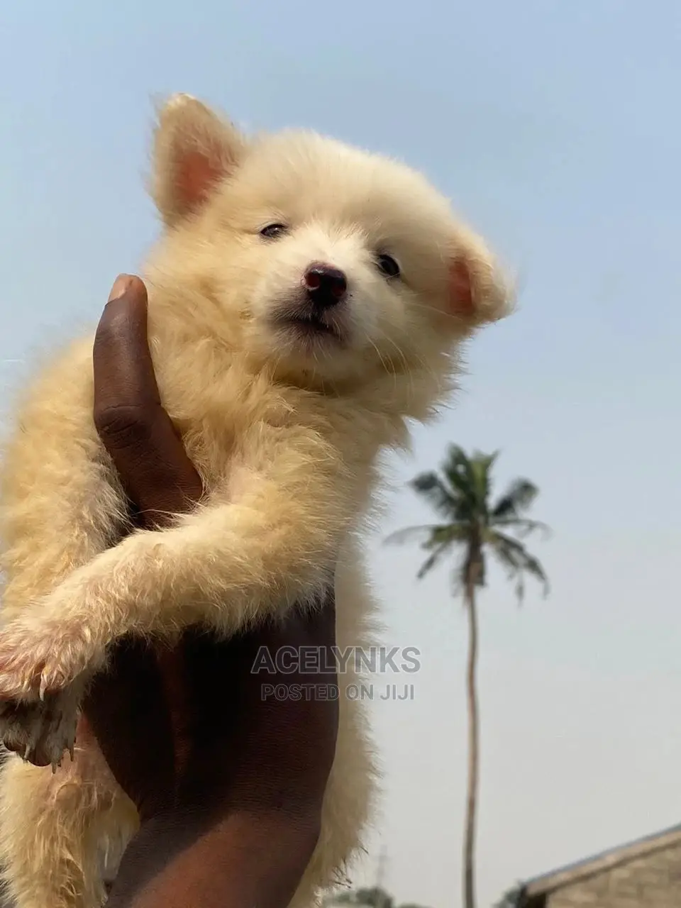 1-3 months Male Purebred American Eskimo