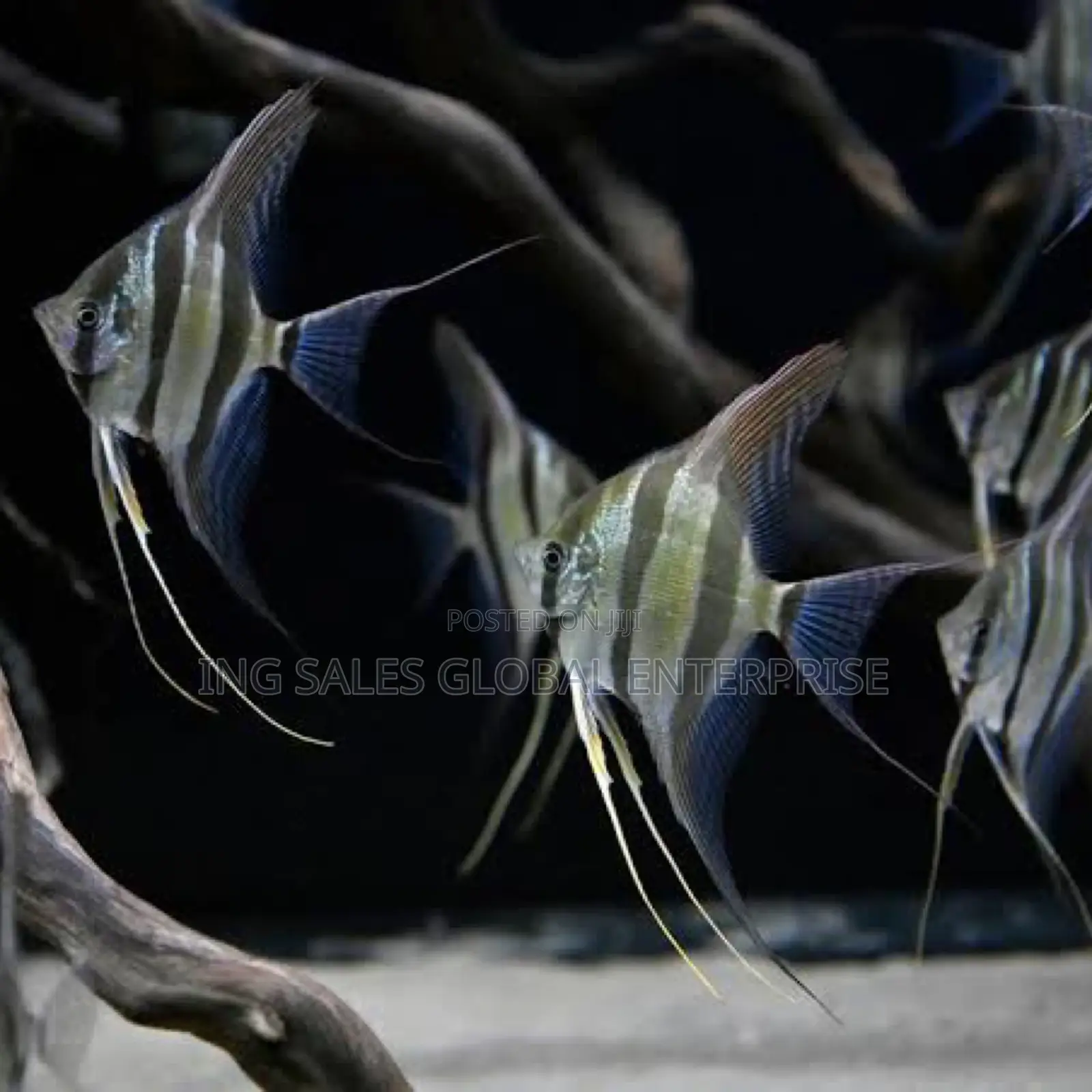 Angel Fish for Aquariums and Fish Bowls