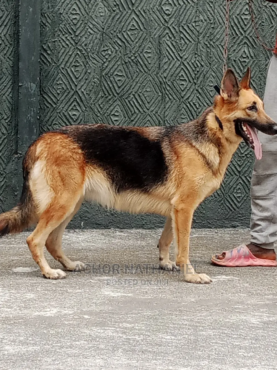 1+ year Female Purebred German Shepherd
