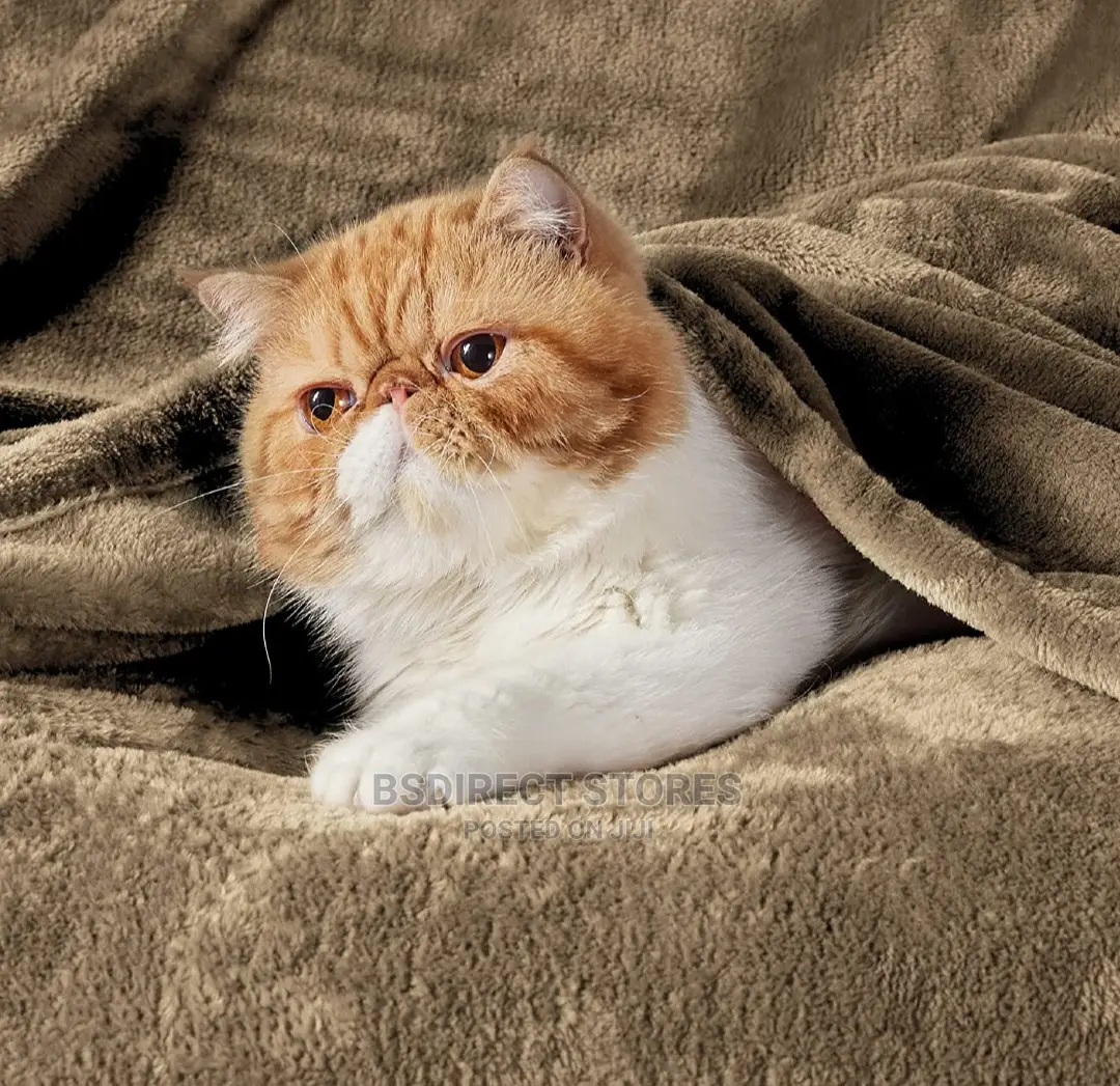 Bedsure Camel Fleece Bedspread King Fluffy Flannel Blanket