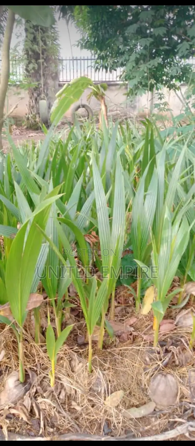Dwarf Coconut and Hybrid Tenera Oil Palm Seedlings