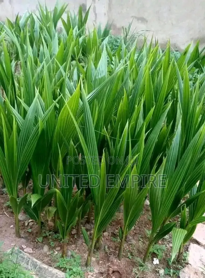 Dwarf Coconut and Hybrid Tenera Oil Palm Seedlings