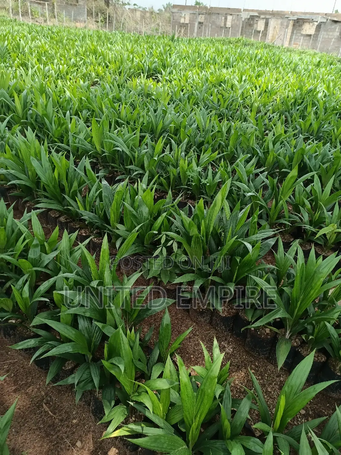 Dwarf Coconut and Hybrid Tenera Oil Palm Seedlings