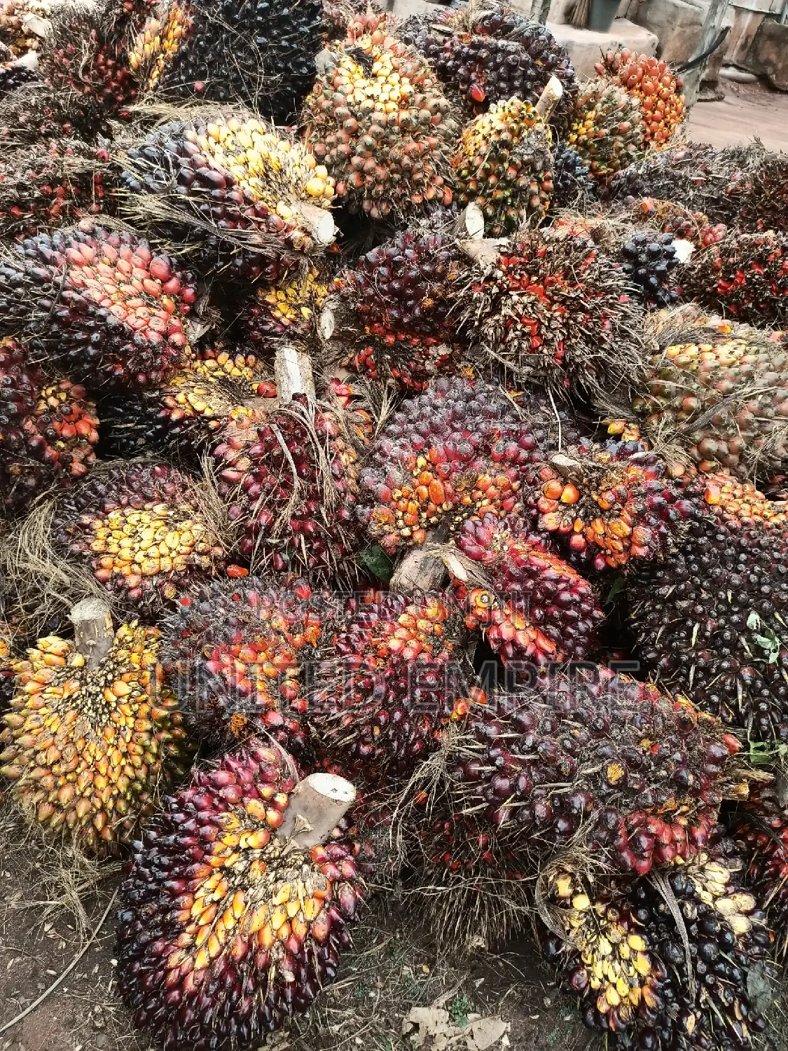 Dwarf Coconut and Hybrid Tenera Oil Palm Seedlings