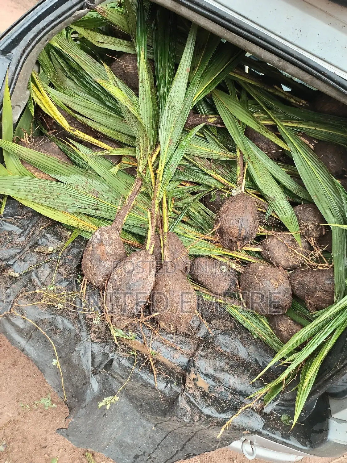 Dwarf Coconut and Hybrid Tenera Oil Palm Seedlings