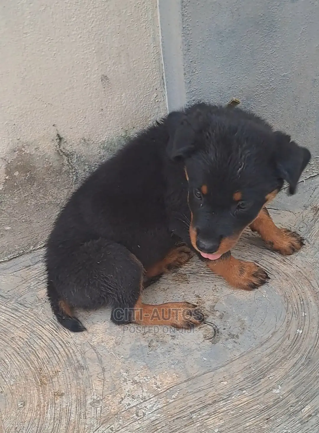 1-3 months Female Purebred Rottweiler