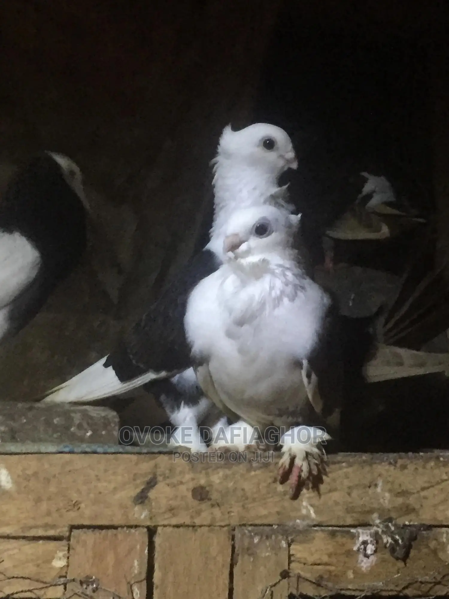 Exotic Pet Pigeons