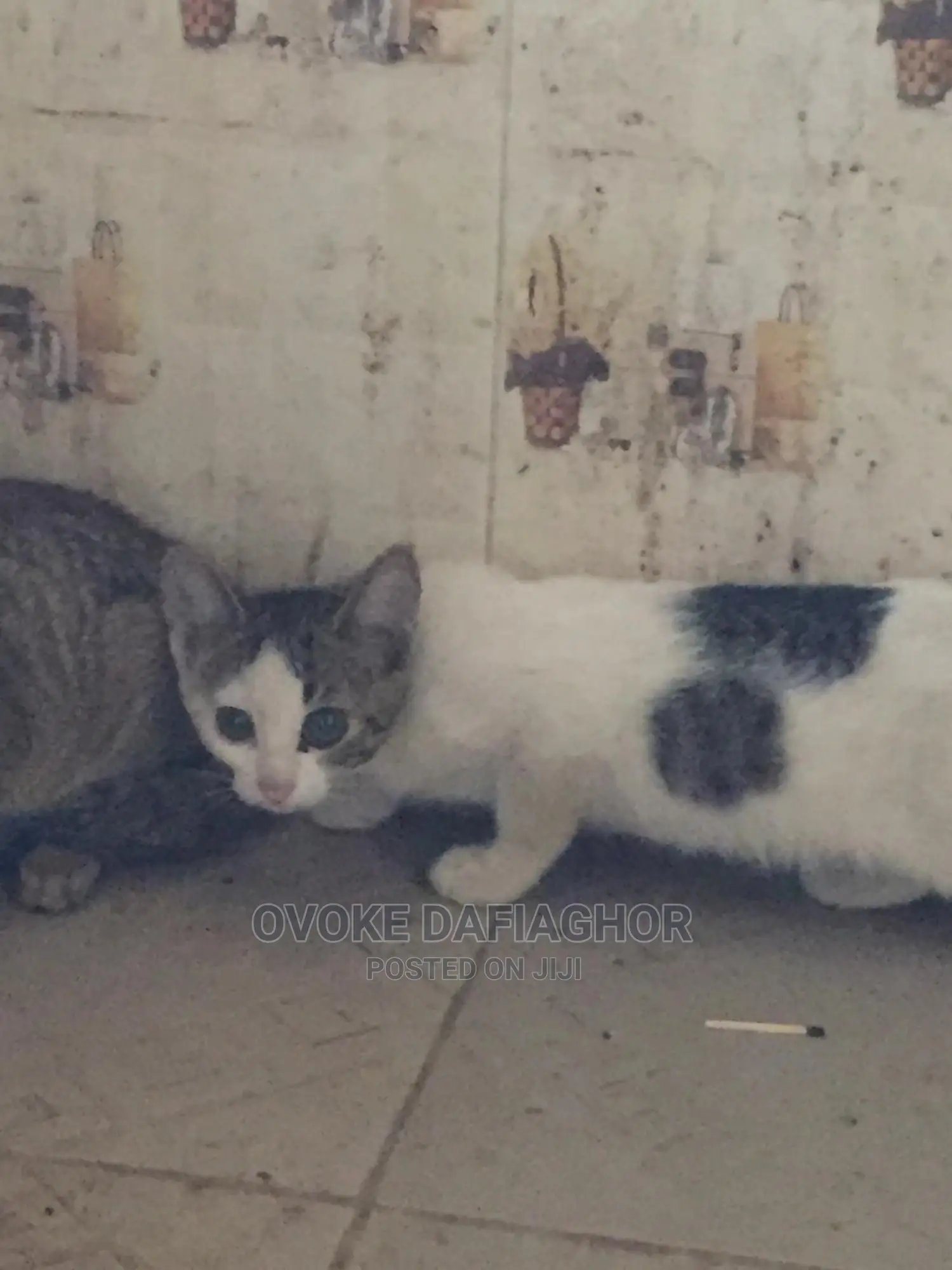 1-3 months Female Mixed Breed Exotic