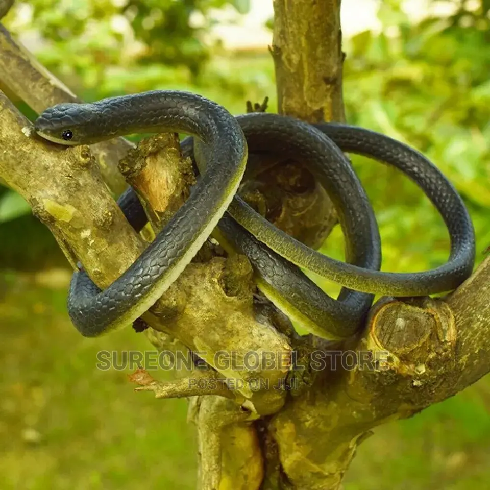 Realistic Rubber Snake