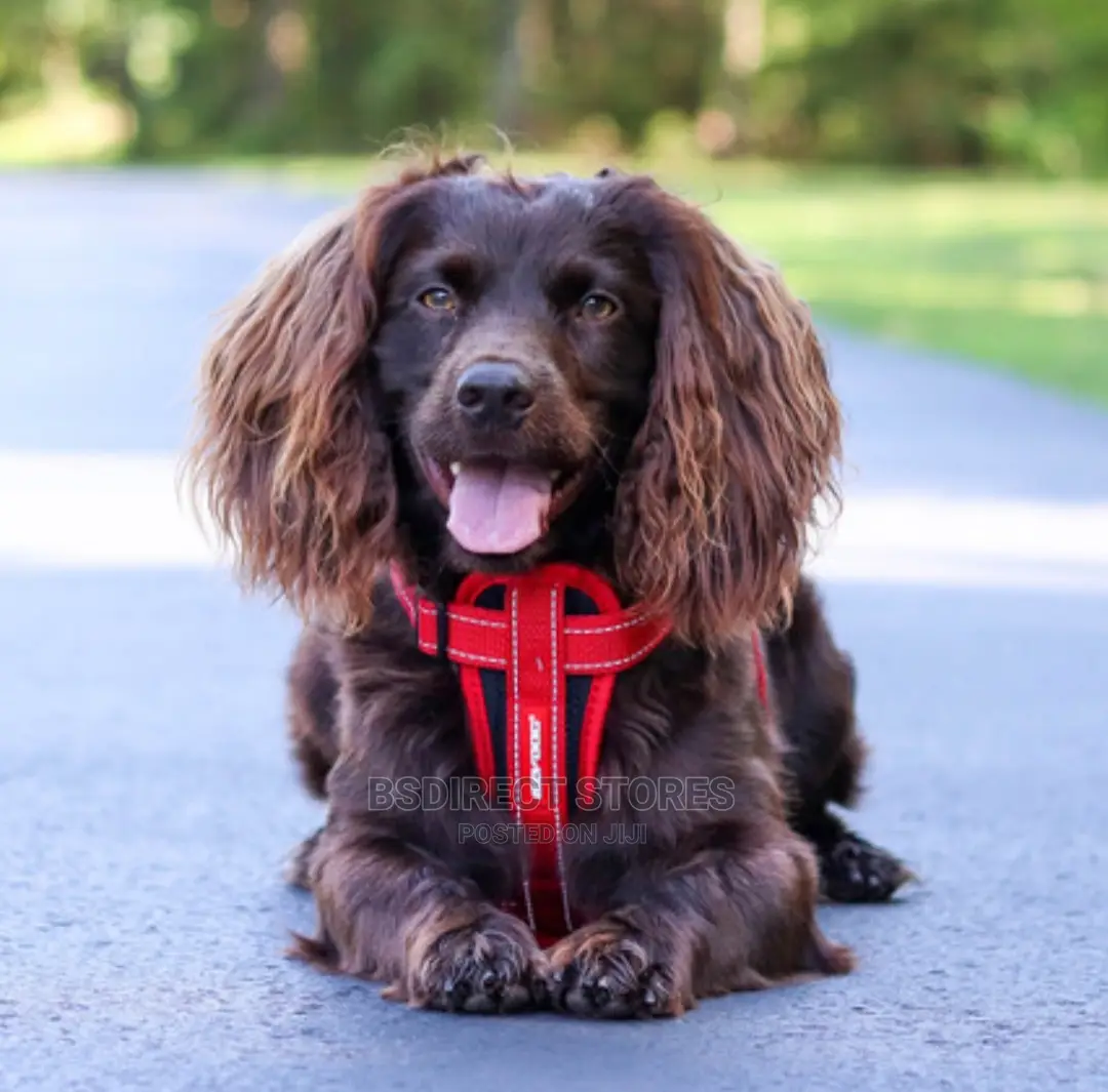Ezydog RED MEDIUM Chest Plate Harness + Car Seat Restraint