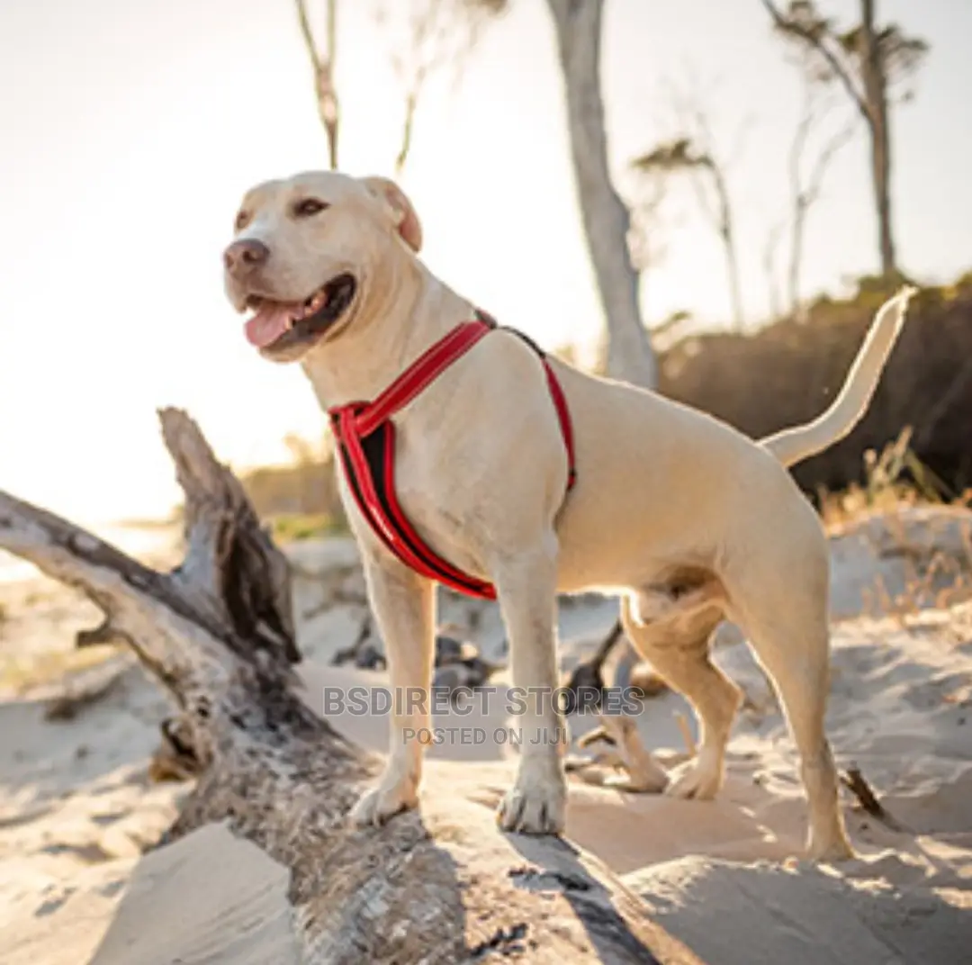 Ezydog RED LARGE Chest Plate Harness + Car Seat Restraint