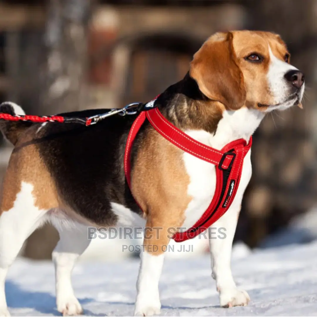 Ezydog RED EXTRA LARGE Chest Plate Harness + Car Restraint