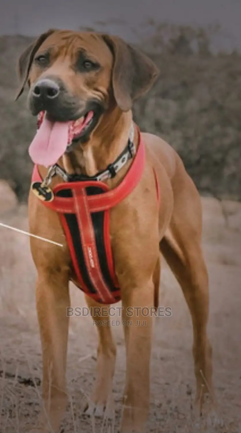Ezydog RED EXTRA LARGE Chest Plate Harness + Car Restraint