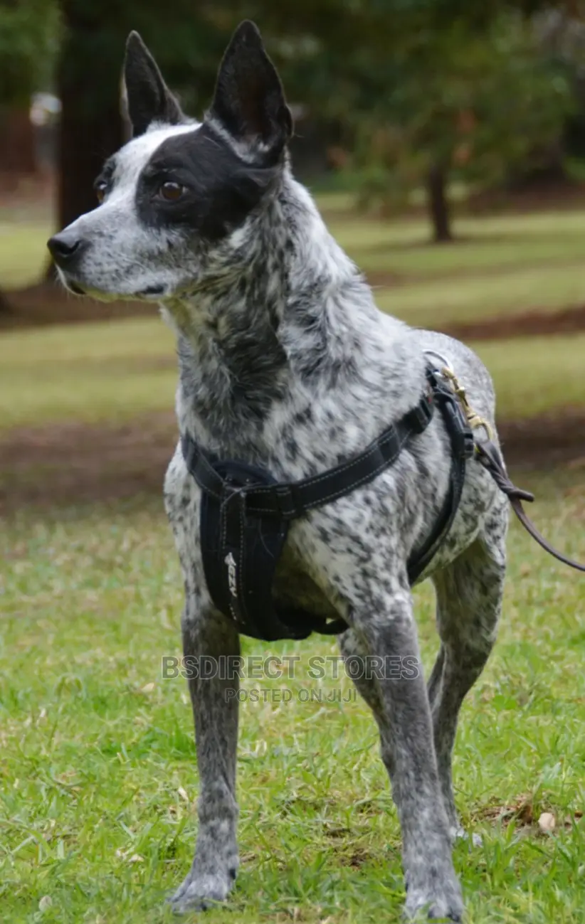 Ezydog BLACK MEDIUM Chest Plate Harness + Car Seat Restraint