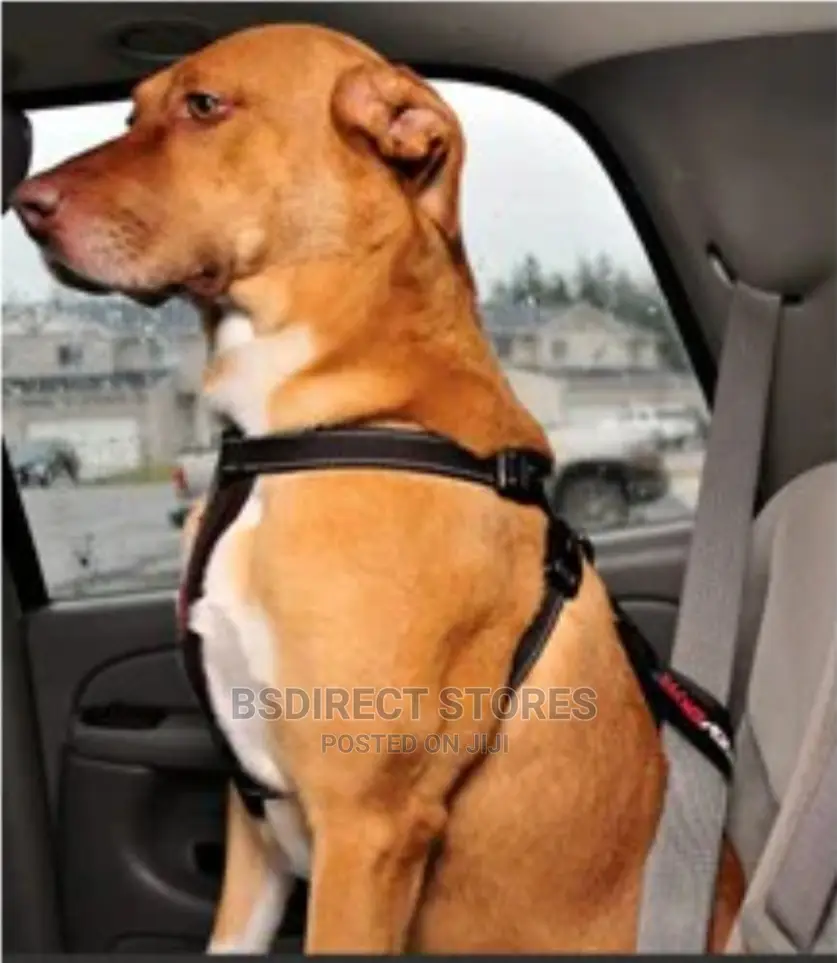 Ezydog BLACK EXTRA LARGE Chest Plate Harness + Car Restraint