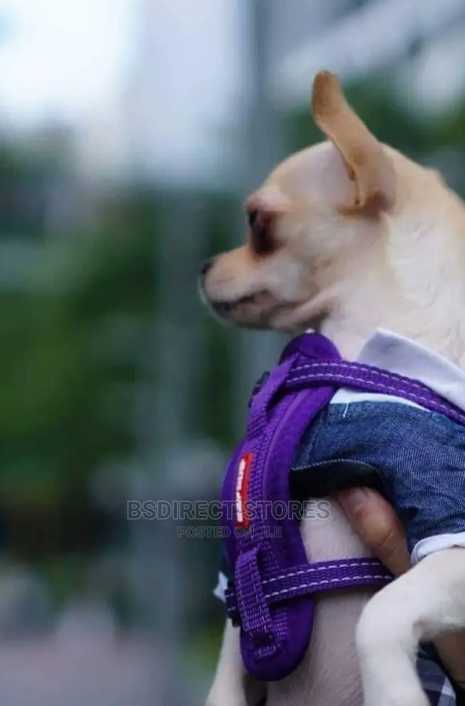 Ezydog PURPLE EXTRA SMALL Chestplate Harness + Car Restraint