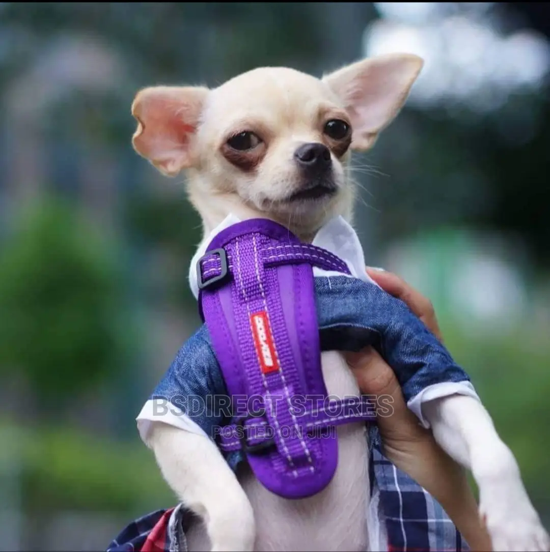 Ezydog PURPLE EXTRA SMALL Chestplate Harness + Car Restraint