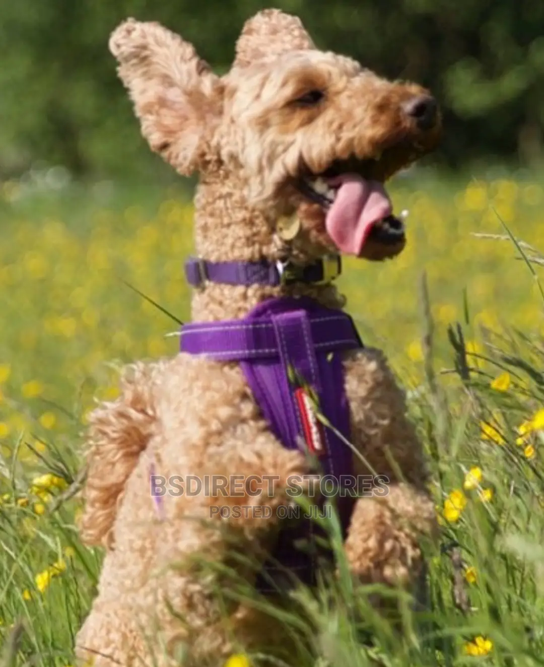 Ezydog PURPLE SMALL Chest Plate Harness + Car Seat Restraint