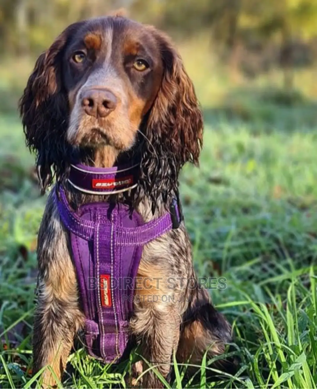 Ezydog MEDIUM PURPLE Chestplate Harness + Car Seat Restraint