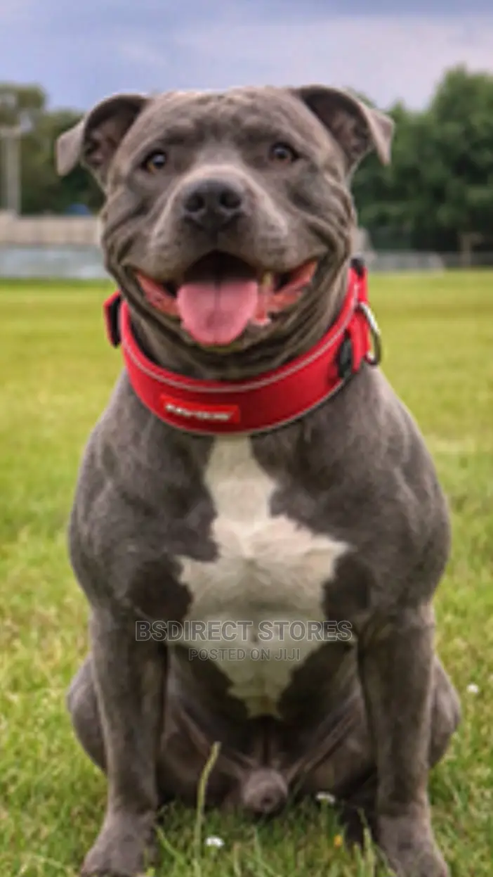 Ezydog Neo Classic Dog Collar Strong Reflective RED X- Large