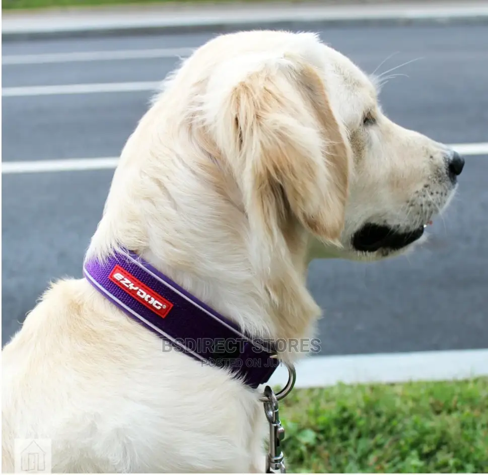 Ezydog PURPLE LARGE Neo Dog Classic Collar Strong Reflective
