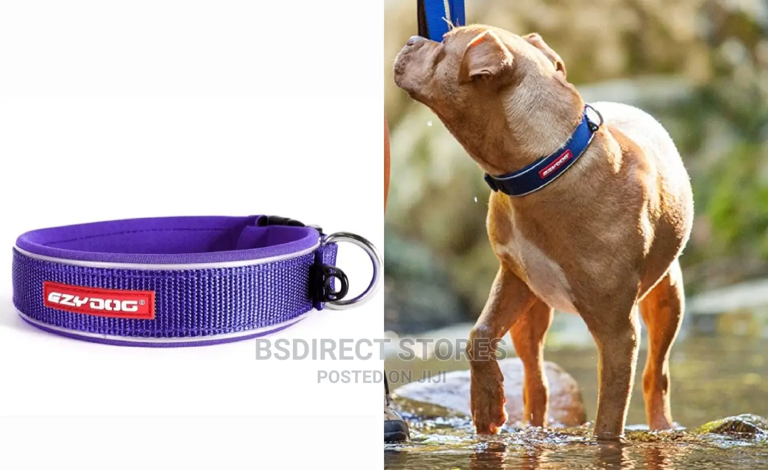 Ezydog XL PURPLE Neo Classic Collar Strong Reflective