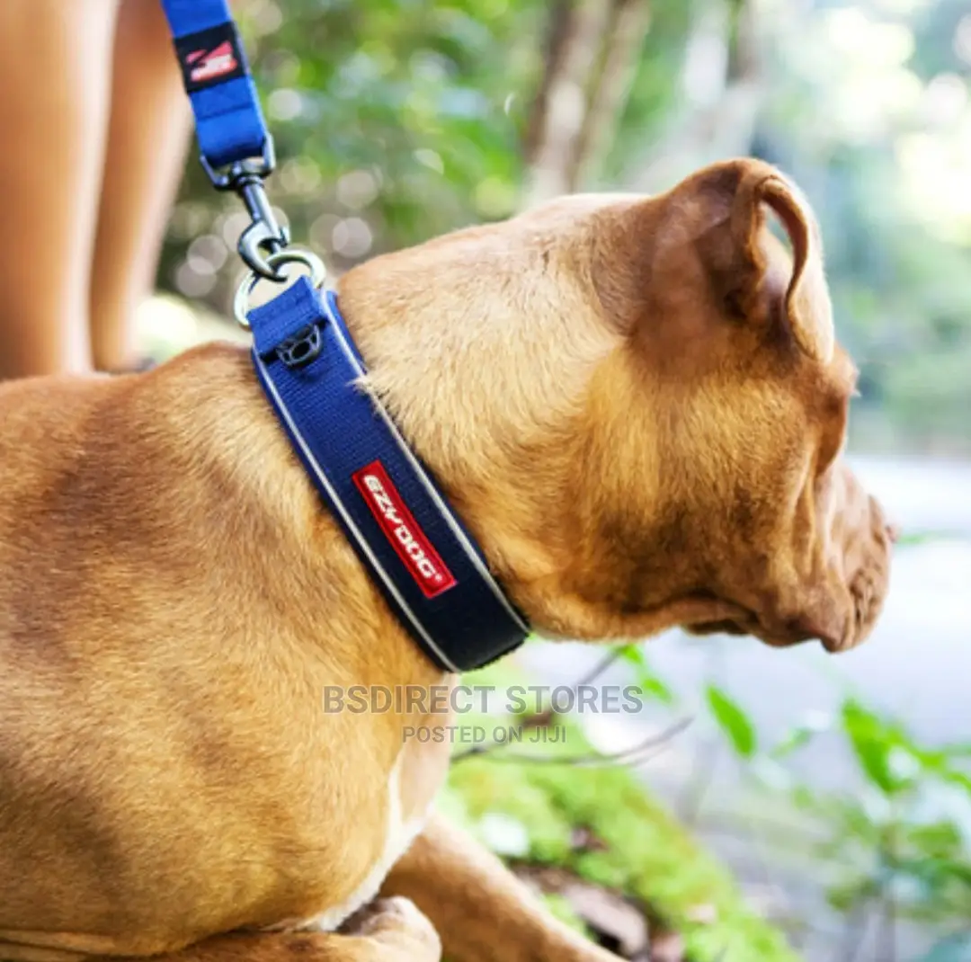 Ezydog XL PURPLE Neo Classic Collar Strong Reflective