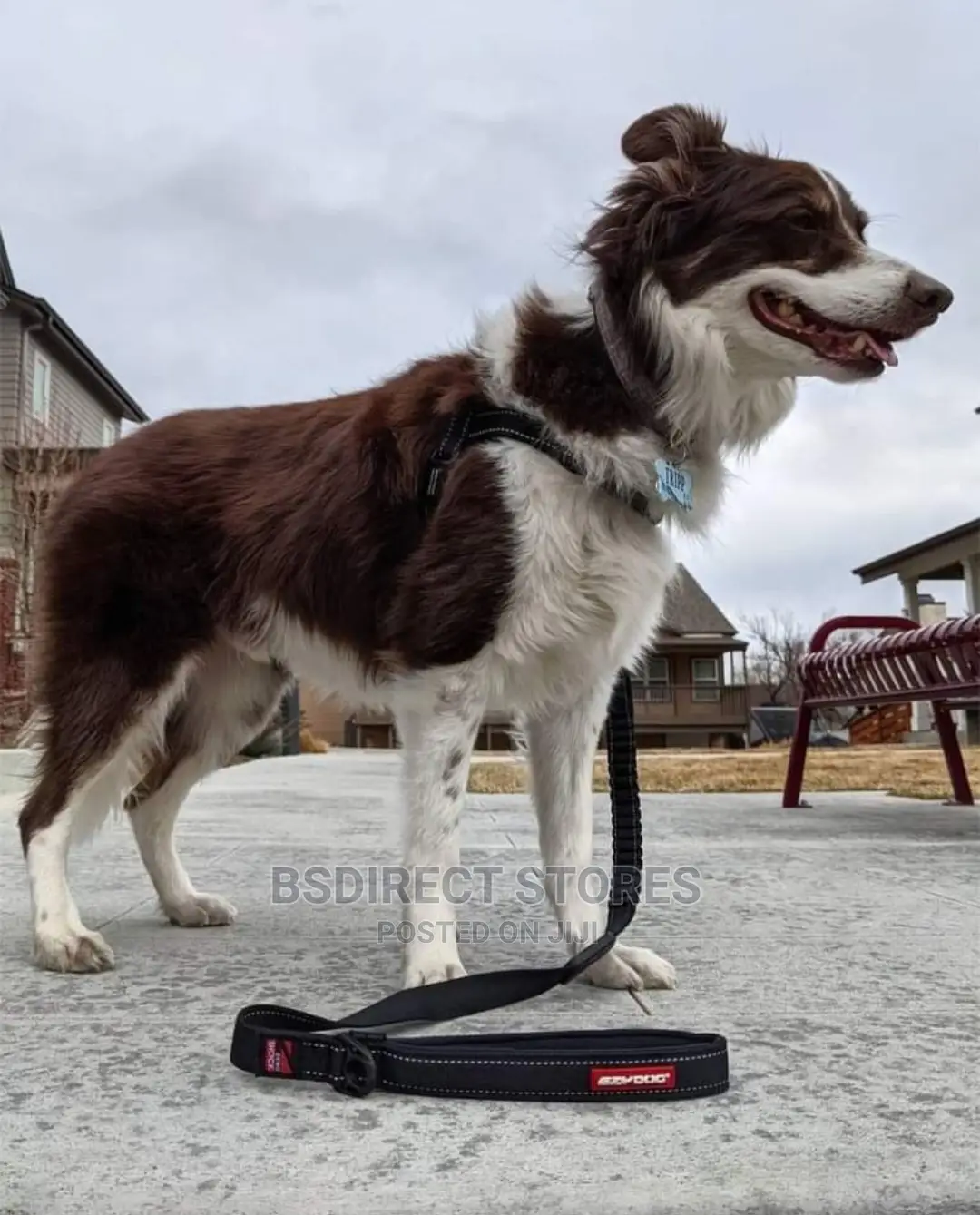 Ezydog BLACK ZERO SHOCK 25" Leash Shock Absorbing Dog Leash
