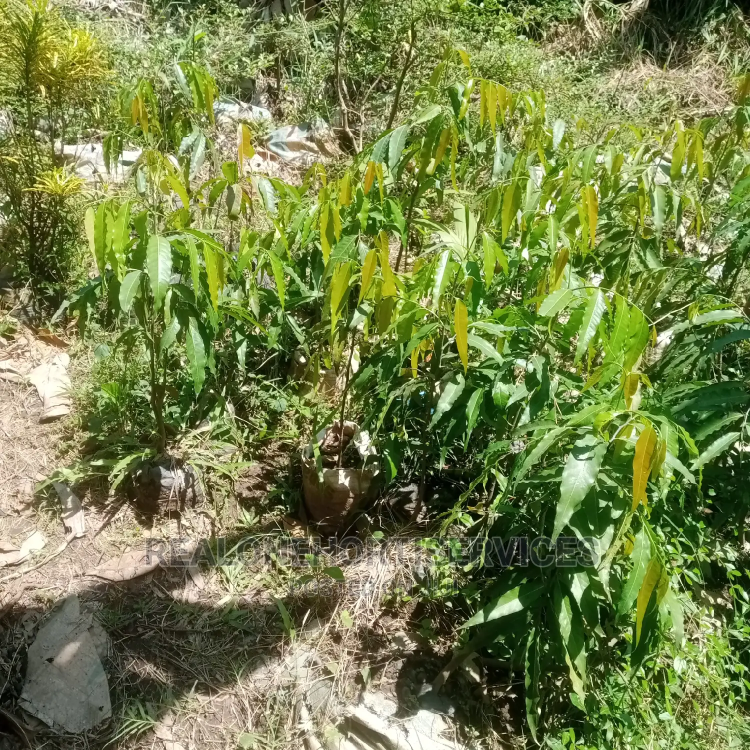 Ornamental Flowers Beneficial for Healthy Living