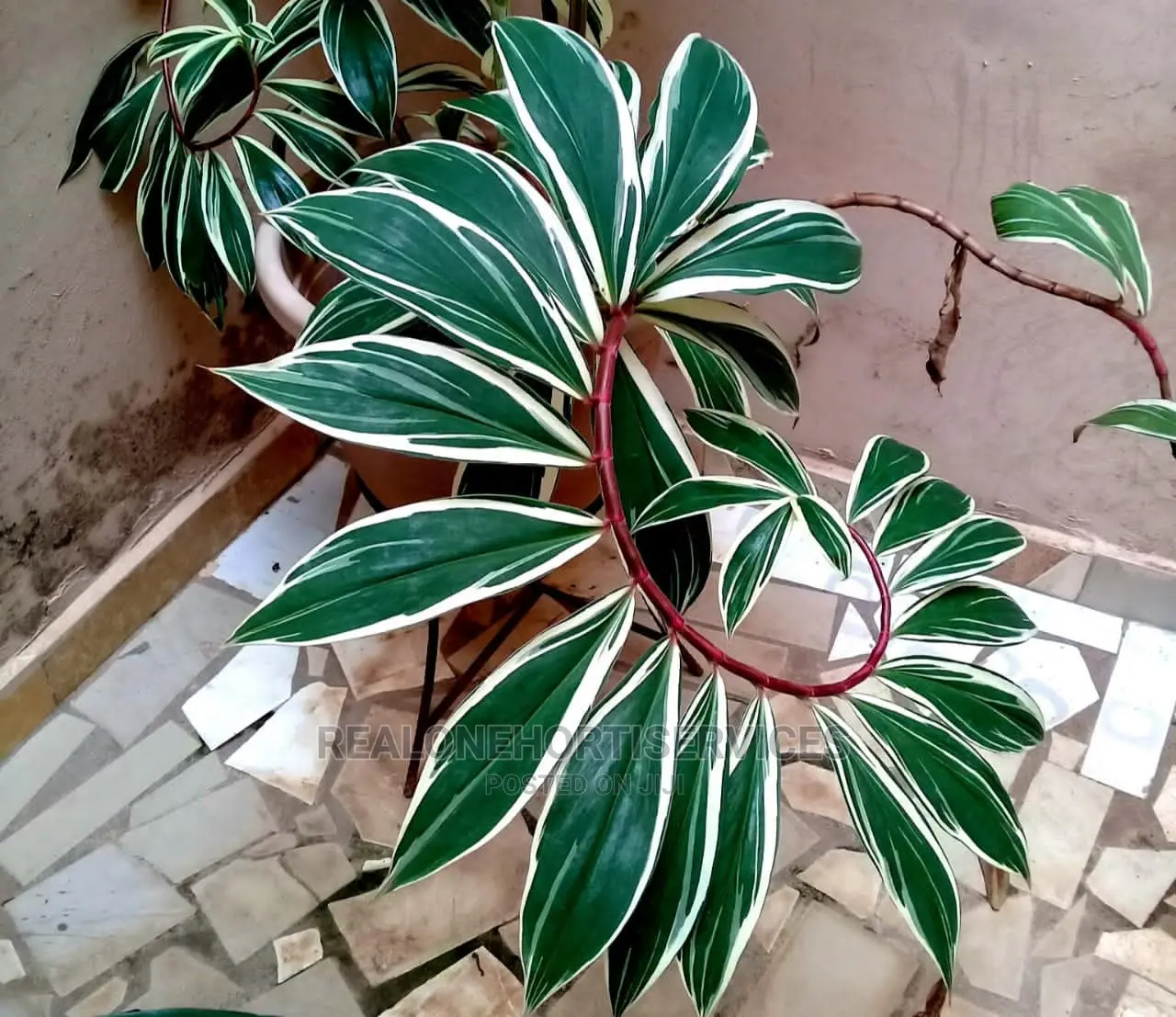 Ornamental Flowers Beneficial for Healthy Living