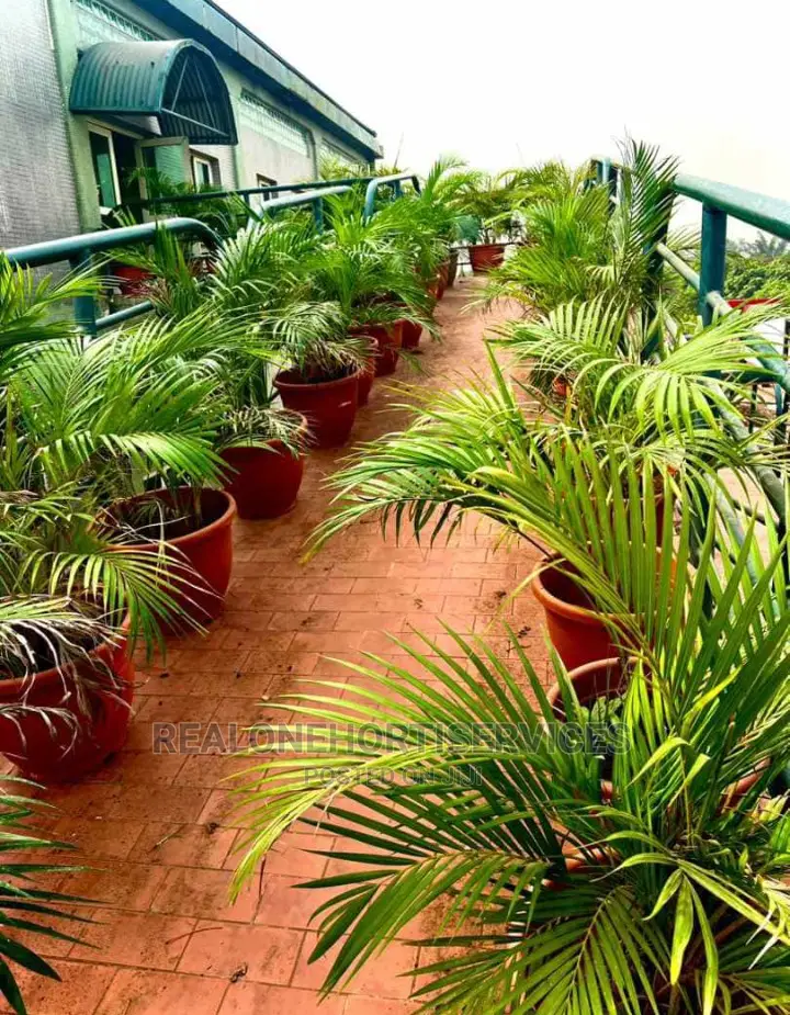 Ornamental Flowers Beneficial for Healthy Living