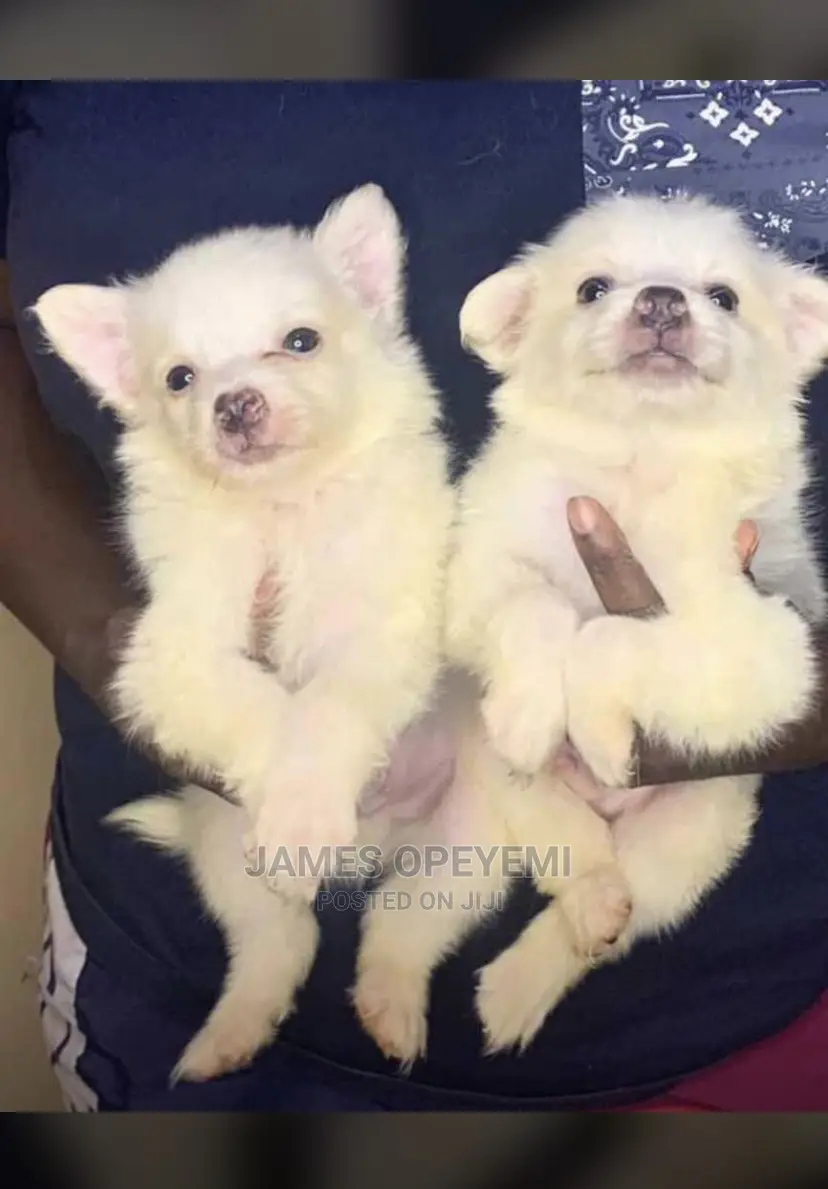 1-3 months Female Purebred American Eskimo